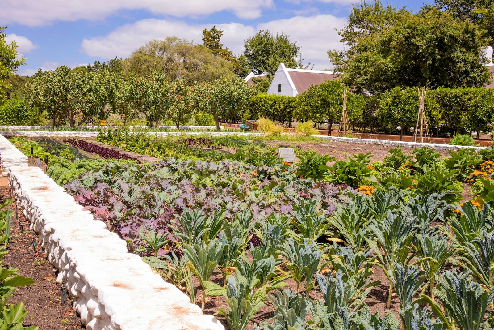 Local farm vegetables