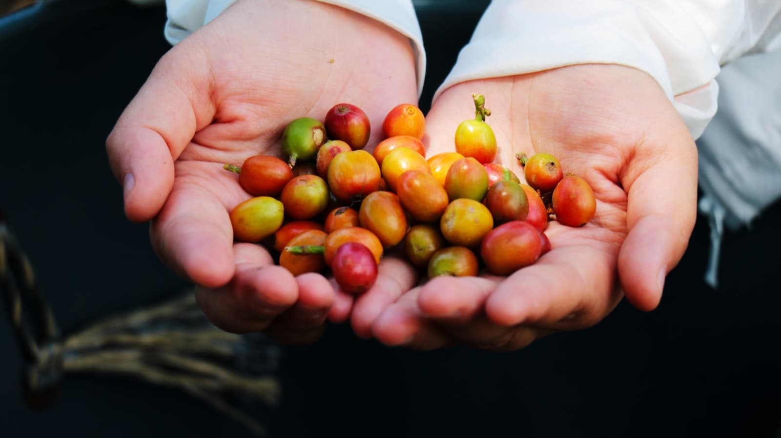 Fresh coffee beans